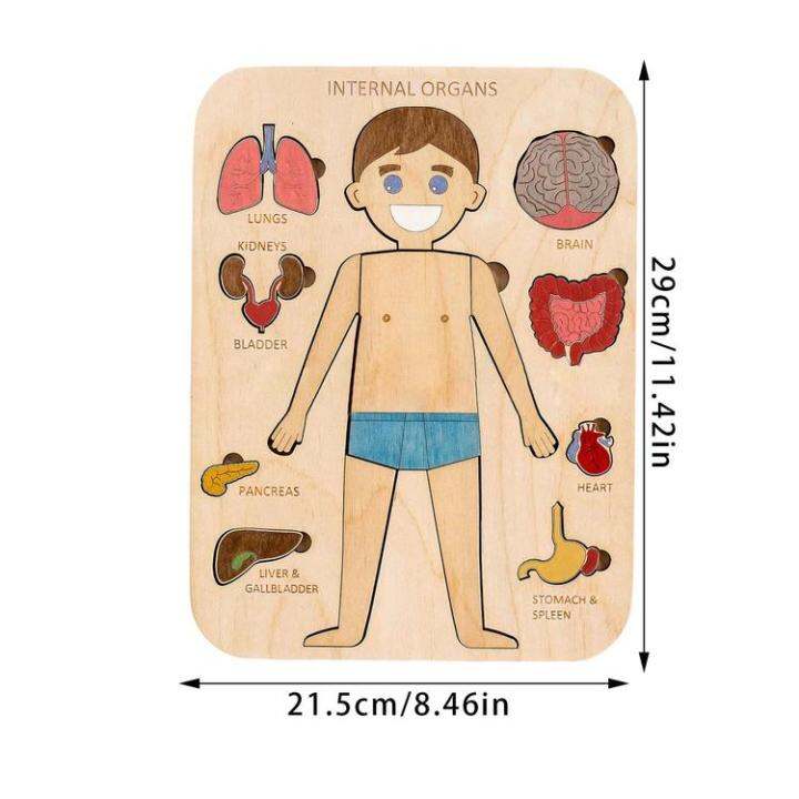 human-body-puzzle-human-body-structure-wooden-puzzle-for-children-educational-jigsaw-puzzles-human-body-parts-montessori-interactive-learning-puzzles-for-preschoolers-adorable