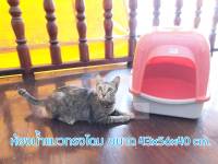 ห้องน้ำแมว ถาดรองฉี่แมว ห้องน้ำแมวทรงโดม Cat Toilet Dome style cat toilet ขนาด 43x56x40 cm.