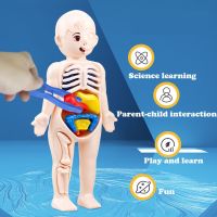 【CC】❒✈✽  14Pcs Set Human Organ Children Assembled Early Science And Education Anatomy