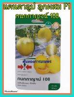 เมล็ดพันธุ์ แคนตาลูป ลูกผสม F1 กนกกาญจน์ 108 ผลสีเหลืองทอง เนื้อส้ม หวาน กรอบ ต้นโตเร็ว ดูแลน้อย ต้นแข็งแรง น้ำหนักดี