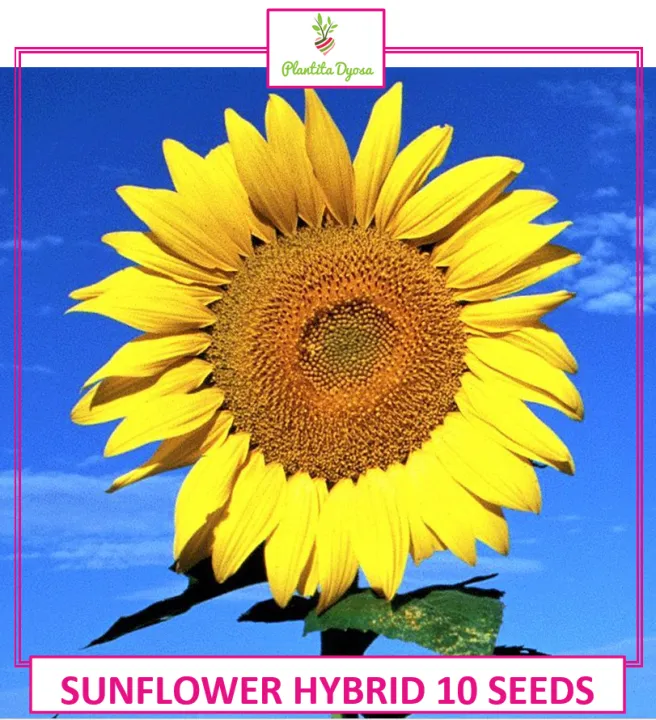 SUNFLOWER (10 SEEDS) HYBRID YELLOW QUEEN Lazada PH