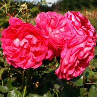 20 เมล็ด กุหลาบ นำเข้า Renaissance Rose Seeds สายพันธุ์ Maria ดอกไม้สีชมพู บานเย็น