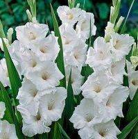 แกรนดิโอลัส (Gladiolus Bulb)10หัว/ชุด สีขาว  หรือดอกซ่อนกลิ่นฝรั่ง เป็นดอกไม้แห่งคำมั่นสัญญา ความรักความผูกพัน ดอกแห่งรักแท้