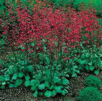 Heuchera sanguineum - Bressingham Hybrids 100 seeds (Australia)