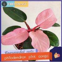 ( โปรโมชั่น++) คุ้มค่า Philodendron pinkcongo/Pinkcongo/พิ้งค์คองโก ราคาสุดคุ้ม พรรณ ไม้ น้ำ พรรณ ไม้ ทุก ชนิด พรรณ ไม้ น้ำ สวยงาม พรรณ ไม้ มงคล