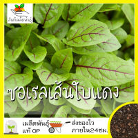 เมล็ดพันธุ์ ซอเรลเส้นใบแดง 100 เมล็ด Red Veined Sorrel Seed เมล็ดพันธุ์แท้ นำเข้าจากต่างประเทศ โตไว ปลูกง่าย พืชผัก สวน