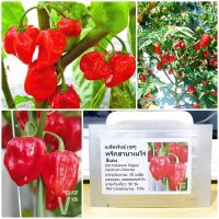 เมล็ดพันธุ์ พริกฮาบาเนโร่ สีแดง (Red Habanero Pepper Seed) 30 เมล็ด คุณภาพดี ราคาถูก ของแท้