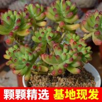 [COD] Office flower green plant potted jelly otome heart succulent super cute meat easy group bursting