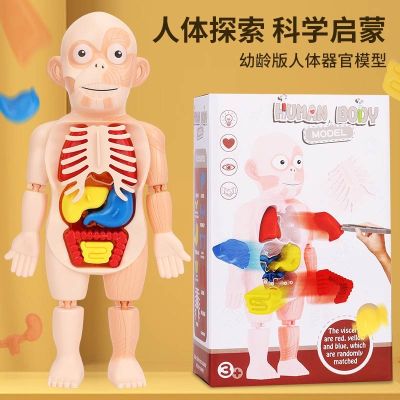 Human structure model medical solution plane skeletal anatomy SIMS removable structure small toys children educational enlightenment