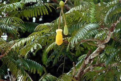 ขายส่ง 100 เมล็ด เมล็ดเหรียง Nitta tree มีชื่ออื่นว่า กะเหรี่ยง สะตือ ลูกเหรียง สารเหรียง หน่อเหรียง พืชผักอร่อยภาคใต้ ผักเหนาะ สมุนไพร