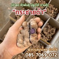 กระชายดำสด : พันธุ์ไทยแท้ ทานได้ ปลูกได้ (ถุง ครึ่ง กิโล)