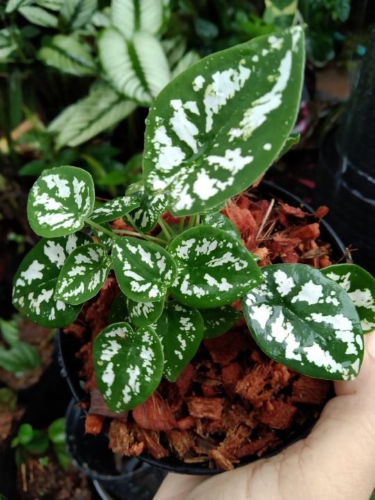 พญาเศวต-พระยาเศวต-caladium-humboldtii-raf-schott-ไม้ประดับ-ไม้ล้มลุก-ไม้มงคลส่งเสริมบารมี-ชอบแดดรำไรถึงแดดครึ่งวันเช้า-ชอบน้ำปานกลาง-กระถาง4นิ้ว