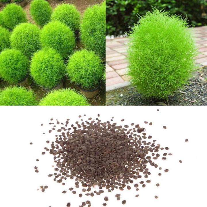 เมล็ดพันธุ์-หญ้ากอเชีย-kochia-scoparia-burning-bush-10-เมล็ด-เมล็ดพันธุ์นำเข้าจากอังกฤษ