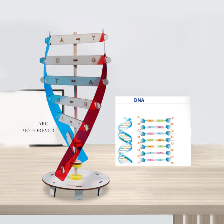 astella-โมเดลดีเอ็นเอ1ชุด-โมเดลดีเอ็นเอกระตุ้นจินตนาการการออกกำลังกายอย่างสร้างสรรค์เป็นมิตรกับสิ่งแวดล้อมพัฒนาการทางปัญญาของพ่อแม่-ลูกปฏิสัมพันธ์เพิ่มสมาธิไม้สอง-dna-มนุษย์เกลียวของเล่นเด็ก1ชุดที่น่า