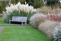 100 เมล็ดหญ้า หญ้าภูเขา หญ้าแพมพัส Pampas grass แปมปัส นำเข้าจาก USA อัตราการงอก 80-85%