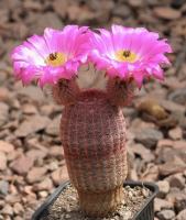 เรนโบว์แคคตัส Echinocereus Rigidissimus ไม้เมล็ด ขนาดอ้วนๆ แคตตัส กระบองเพชร พร้อมจัดส่ง