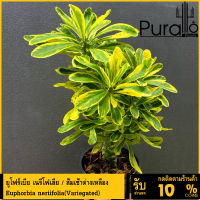 ต้นยูโฟร์เบีย ยูโฟเบีย เนรีโฟเลีย / ส้มเช้าด่างเหลือง ต้นมังกรทอง Euphorbia neriifolia(Variegated) #Euphorbia #ไม้โขด #cactus #Euphorbia