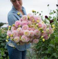 1 หัว/ชุด รักเร่ Dahlia สายพันธุ์ Wizard of Oz Dahlias หัวรักเร่ ดอกไม้ หัวหน่อ เหง้า นำเข้า เนเธอร์แลน หัวสดใหม่