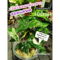 เงินไหลมาด่างขาวฮอลแลนด์​ ก้านชมพู syngonium​ ไม้ด่าง​ ไม้ฟอกอากาศ​ ไม้มงคล​ ต้นไม้​ ดอก​ ใบ​ ดิน​ ปุ๋ย​ กระถาง​