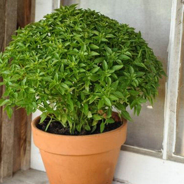 Bush Spicy Globe Basil Seeds Bush Spicy Globe Basil Seeds Herbs Seeds Rare Herb Seeds