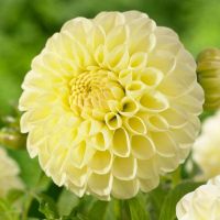 เมล็ดพันธุ์ dahlia pinnata pompon 30 เมล็ด เมล็ดพันธุ์นำเข้าจาก อังกฤษ