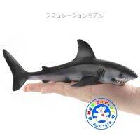 Munich Play - โมเดล White Shark ปลาฉลาม ขาว ขนาด 19.00 CM (จากหาดใหญ่)