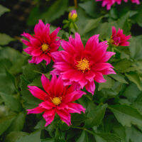 Treeno.9 T138 ดอกรักเร่ (Dahlia)  กระถาง 6 นิ้ว / สูง 20-30 ซม. / ไม้ประดับ ไม้ดอก ไม้ทนแดด (ต้นไม้)