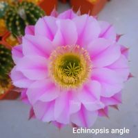 Cactus Echinopsis pink angleR009