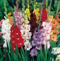 10หัว แกลดิโอลัส (Gladiolus) หรือดอกซ่อนกลิ่นฝรั่ง คละสี เป็นดอกไม้แห่งคำมั่นสัญญา ความรักความผูกพัน