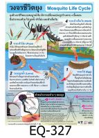 วงจรชีวิตยุง โปสเตอร์ภาพ สื่อความรู้ หุ้มพลาสติก EQ- 327