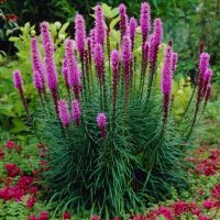 เมล็ดพันธุ์ ลิอะทริส liatris spicata gayfeather 300 เมล็ด เมล็ดพันธุ์นำเข้าจาก อังกฤษ