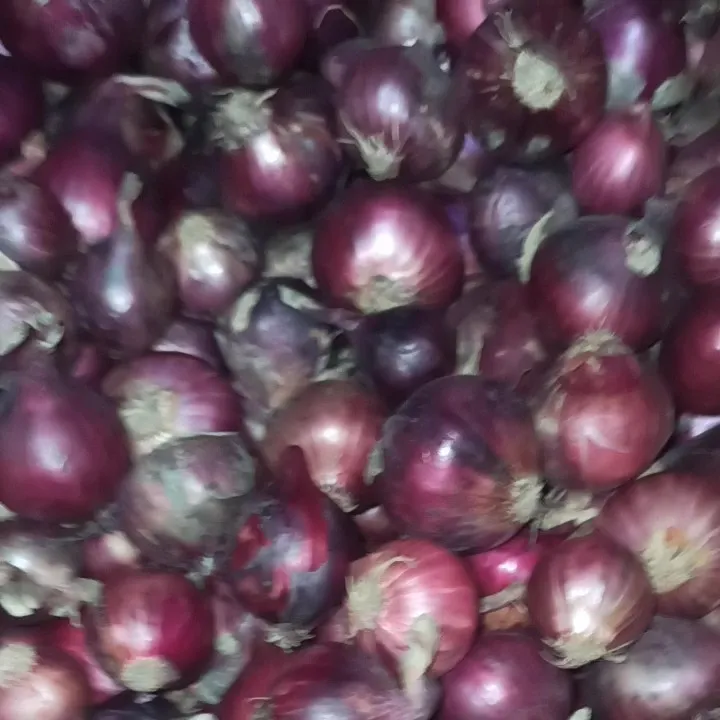 Sibuyas/onion Tagalog selected 1klg per order Lazada PH
