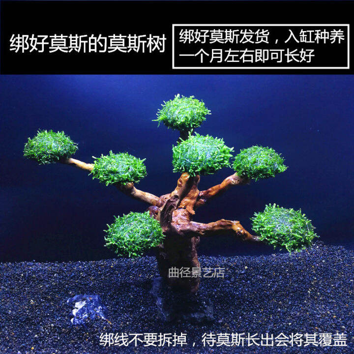 Moss tree finished ecological fish tank landscaping aquatic plants real