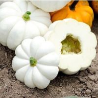 เมล็ดพันธุ์ ฟักทอง แคสเปอริต้า (Casperita Pumpkin F1 Seed) บรรจุ 2 เมล็ด