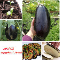 ปลูกง่าย ปลูกได้ทั่วไทย ของแท้ 100% 200 Pcs Purple Eggplant Seeds เมล็ดพันธุ์ผัก ต้นไม้ฟอกอากาศ เมล็ดดอกไม้ ต้นไม้มงคล เต็มไปด้วยคุณค่าทางโภชนาการ เมล็ดพันธุ์ผัก ผักสวนครัว Plants Seeds Vegetable Seeds for Gardening