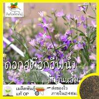 ซื้อ 1 แถม 1，50 เมล็ด (ไม่ใช่พืช)เมล็ดพันธุ์ สต๊อกอีฟนิ่ง (มีกลิ่นหอม) Scented