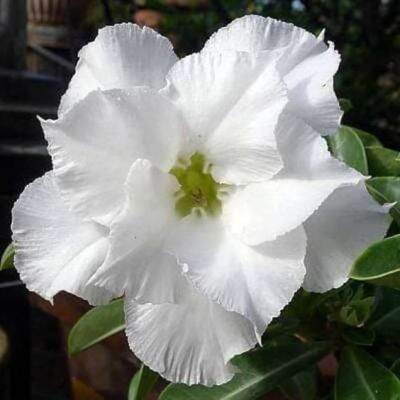 2 เมล็ด เมล็ดพันธุ์ ชวนชม สายพันธุ์ White Africa สีขาว Bonsai Desert Rose Adenium Seed กุหลาบทะเลทราย ราชินีทะเลทราย บอนไซ มีคู่มือปลูก