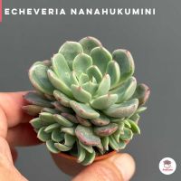 Echeveria Nanahukumini ไม้อวบน้ำ กุหลาบหิน cactus&amp;succulentหลากหลายสายพันธุ์