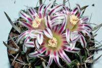 Echinofossulocactus Caespitosus (5 เมล็ด)