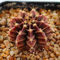 กระบองเพชร Gymnocalycium mihanovichii  ศิลามณี  ตัวแท้ ยิมโน สีเหลือบม่วงแดง