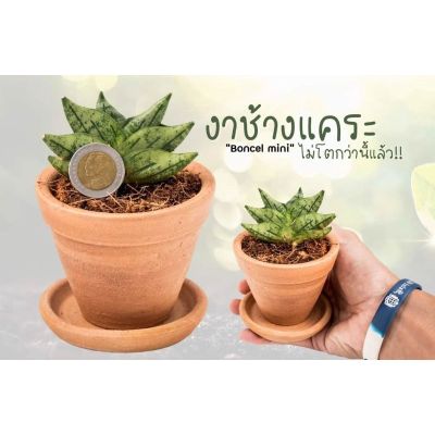 ( สุดคุ้ม+++ ) งาช้างแคระ Boncel mini ราคาถูก พรรณ ไม้ น้ำ พรรณ ไม้ ทุก ชนิด พรรณ ไม้ น้ำ สวยงาม พรรณ ไม้ มงคล