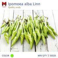 บานดึกหรือดอกพระจันทร์ Ipomoea alba Linn ไม้ประดับกินได้ (5เมล็ด)