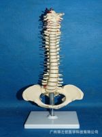 Manufacturers selling human spine bone of human body model model