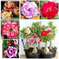 12 เมล็ด เมล็ดพันธุ์ ชวนชม สายพันธุ์ฮอลแลนด์ คละสี Adenium Seeds กุหลาบทะเลทราย Desert Rose ราชินีบอนไซ อัตรางอก 80-90% มีคู่มือปลูก