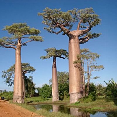 ขายส่ง เมล็ดเบาบับ Baobab Tree บอนไซเบาบับ โบโบ boaboa ต้นขวด bottle tree ต้นไม้แห่งชีวิต the tree of life ต้นขนมปังลิง monkey bread tree ต้นไม้กลับหัว Upside 50 เมล็ด