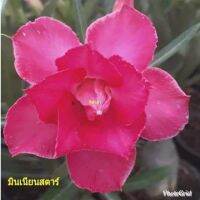 10 เมล็ด เมล็ดพันธุ์ ชวนชม สายพันธุ์ไต้หวัน ดอกสีชมพู Adenium Seeds กุหลาบทะเลทราย Desert Rose ราชินีบอนไซ อัตรางอก 80-90% มีคู่มือปลูก