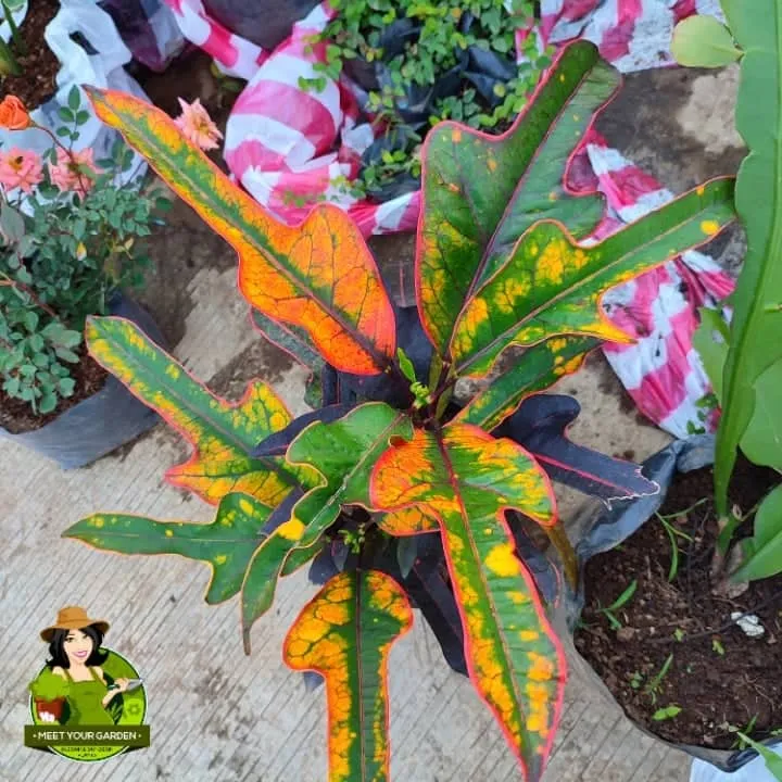 Croton Fancy Orange (included pot, pebbles and soil) Lazada PH