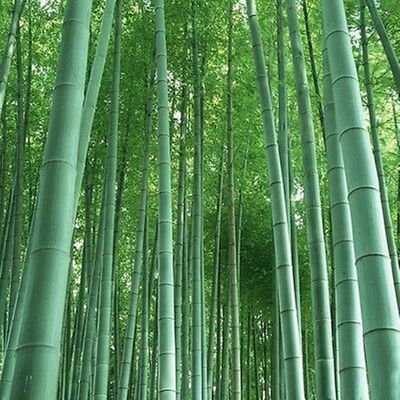 ขายส่ง เมล็ดไผ่Moso ไผ่โมโซ moso bamboo Phyllostachys Pubescens ไผ่ลำเดี่ยว ไผ่ bamboo สารสกัดจากไผ่ พืชเศรษฐกิจ สายพันธุ์ไผ่ ถ่านไม้ไผ่ 1 ออนซ์