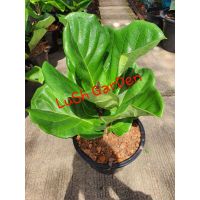 ?สินค้าขายดี? ต้นไทรใบสัก(FIDDLE-LEAF FIG) กระถาง 11"