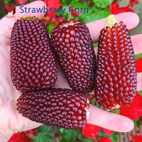 พันธุ์ข้าวโพดสตอเบอรี่ Strawberry Corn หวาน (20เมล็ด)